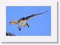 Day6-AM-GuerroNegro - 28 * Osprey. * Osprey.